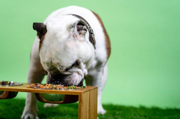 Il cane può mangiare sushi