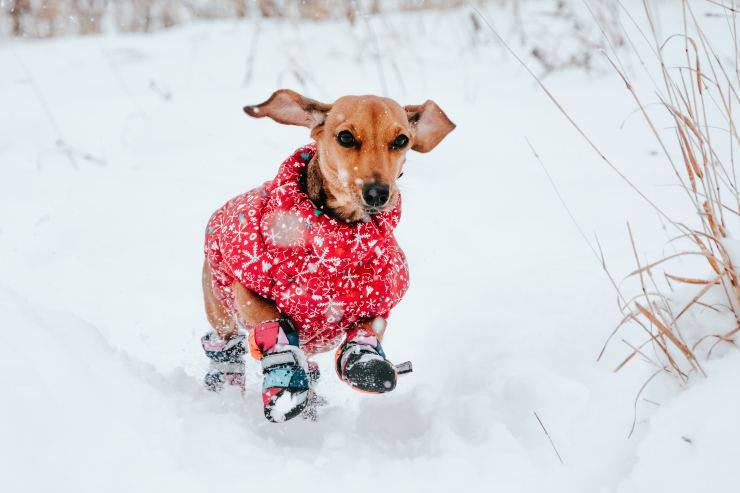 Razze di cani che amano la neve