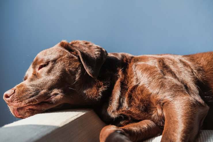 Avvelenamento da cioccolato nel cane