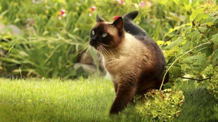 malattie-comuni-gatto-siamese_optimized (1)