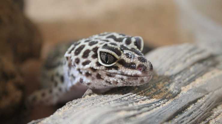 malattie comuni nel geco leopardo