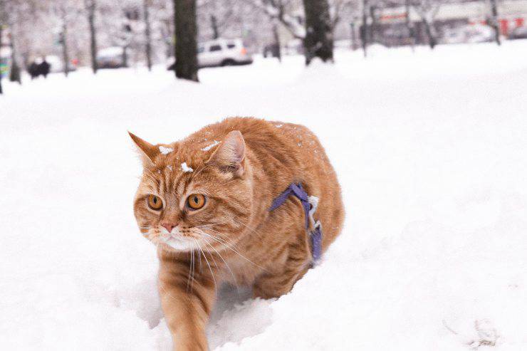 Razze di gatti che amano la neve