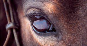 occhio del cavallo
