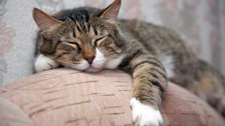 perché il gatto miagola nel sonno