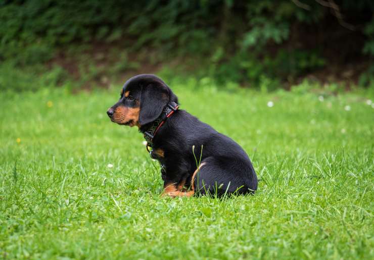 La malattia nel cane