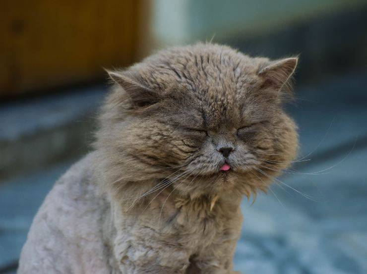 Il gatto e il pneumotorace