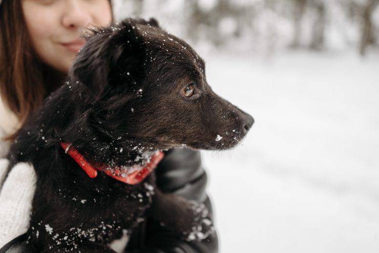 Fido e la sindrome cerebellare