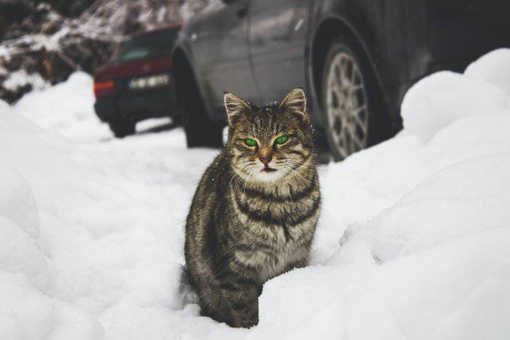 Come dorme il felino randagio