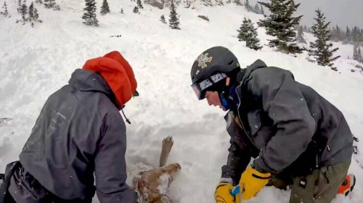 Avalanche Dog Rescued (Screen Video)