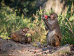 scimmie che bevono