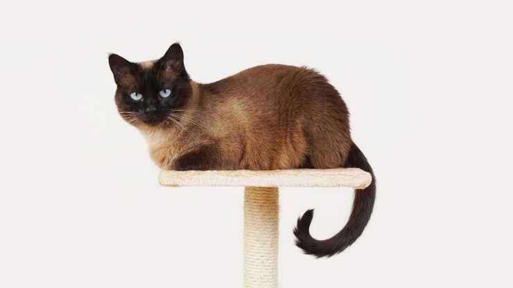 adottare gatto siamese