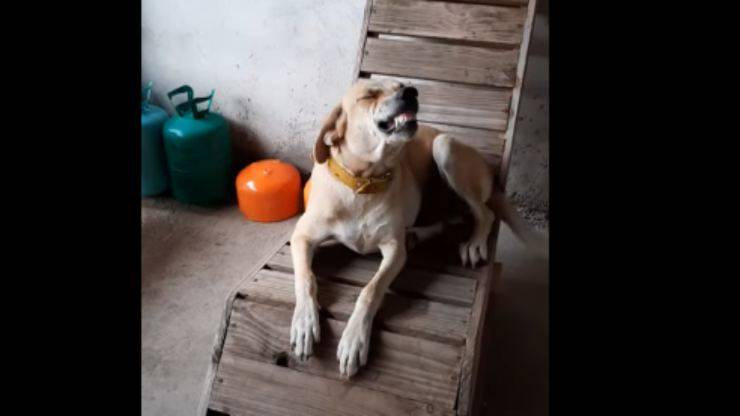 Il cane dispettoso (Foto video)