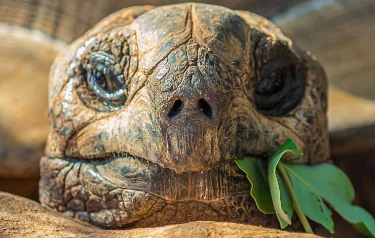 tartaruga delle galapagos