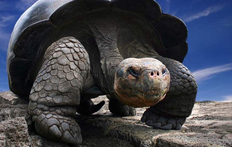 tartaruga delle galapagos