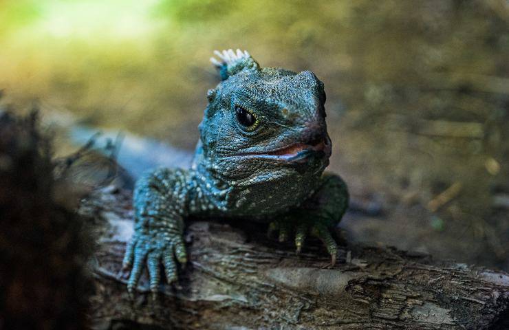 tuatara