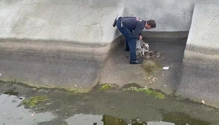Cane investito da una macchina, si rifugia in un canale di scolo (Foto)