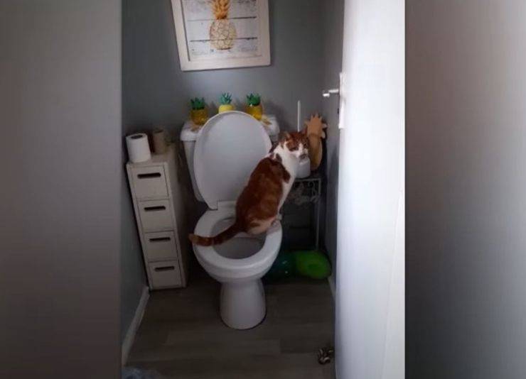 gatto urina bagno