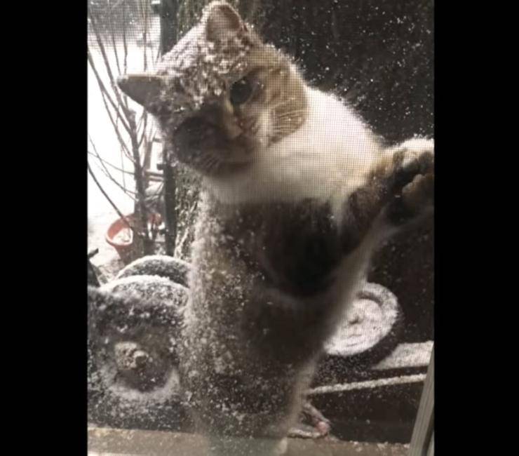 gatto bussa finestra riparo vortice polare