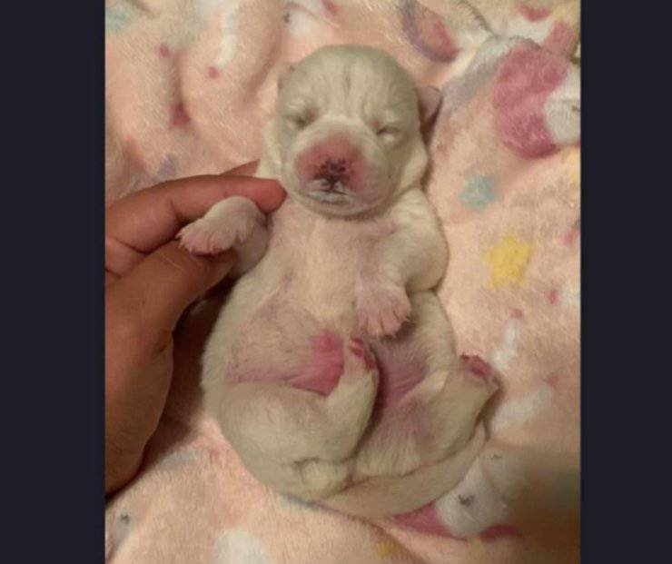 cucciolo abbandonato sacco amniotico