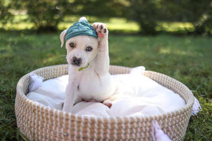 cucciolo abbandonato sacco amniotico