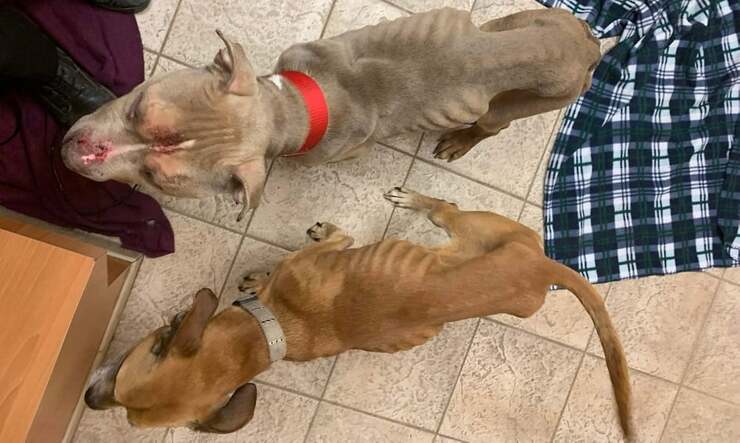 Coppia sostiene che i cani emaciati siano malati, ma è una bugia (Foto Facebook)