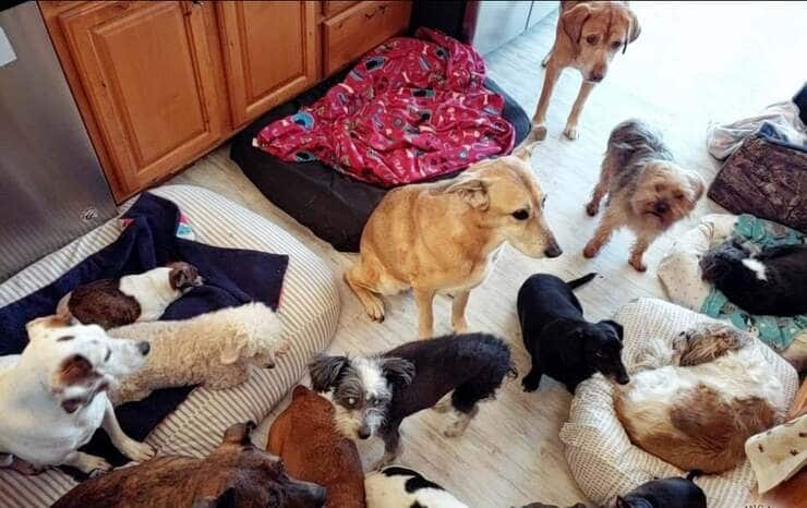 Stanca di vederli morire da soli trasforma la sua casa in un ospizio per cani (Foto Facebook)