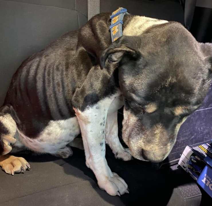 cane mangia sassi discarica