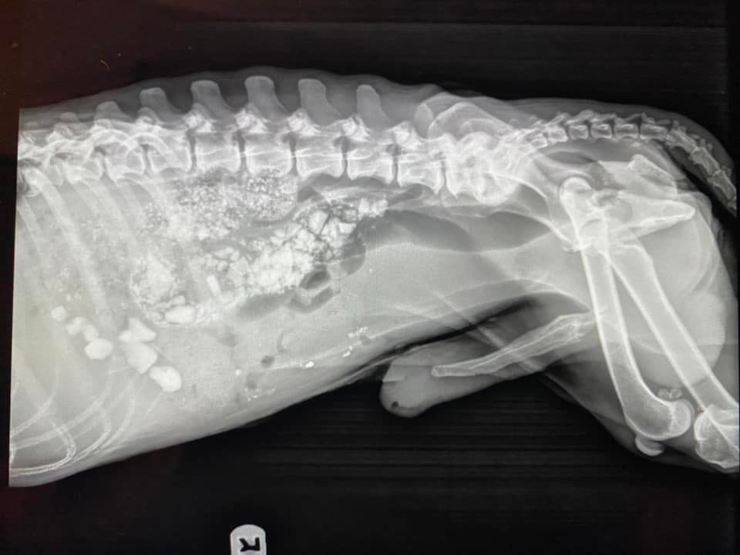 cane pancia gonfia mangia pietre