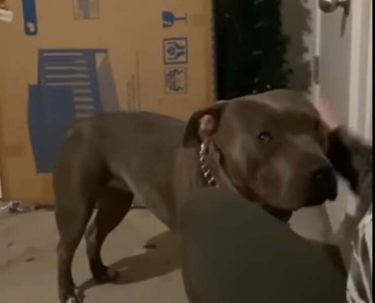 Il cane piange disperatamente dopo l'incidente stradale(Screen Video)