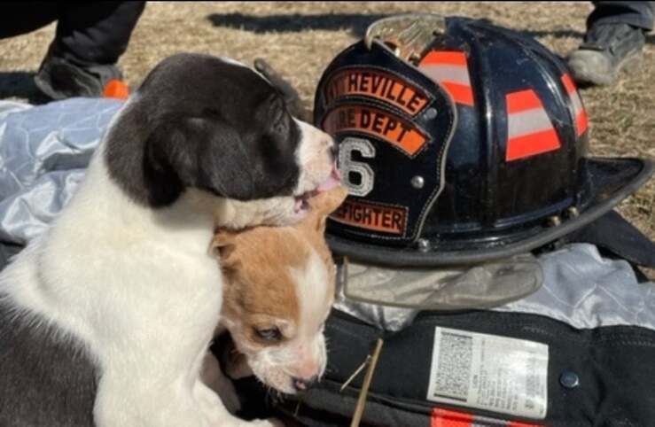 Trovati cuccioli incatenati in una casa abbandonata grazie all'incendio (Foto Facebook)