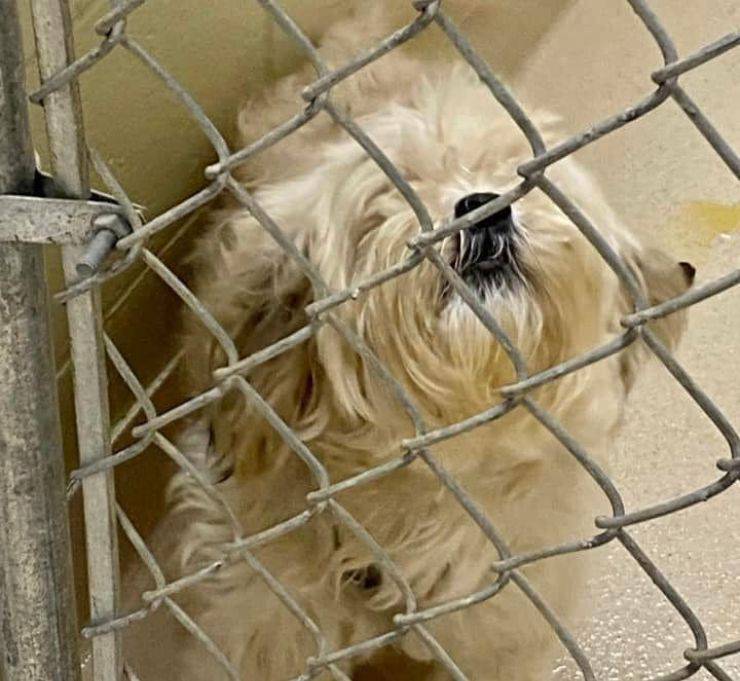 chiede rifugio sopprimere cane