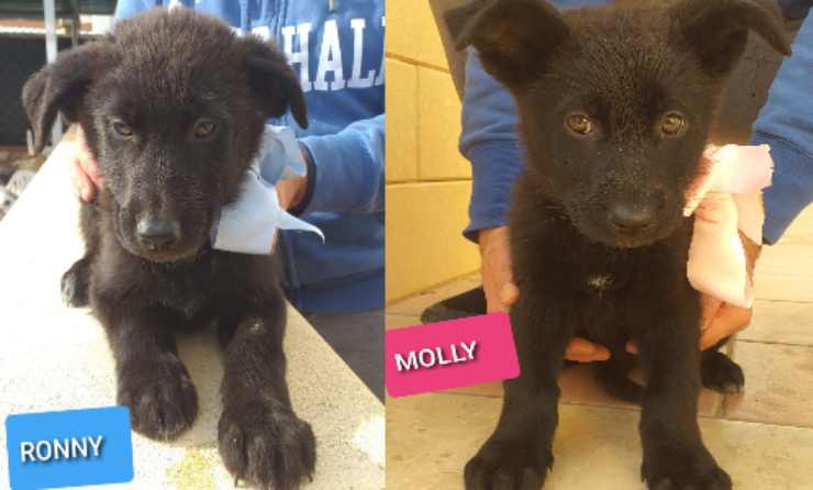 Altri due cuccioli in cerca di adozione (Foto Facebook)