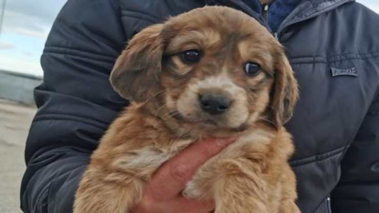 cagnolina in cerca di adozione (Foto facebook)