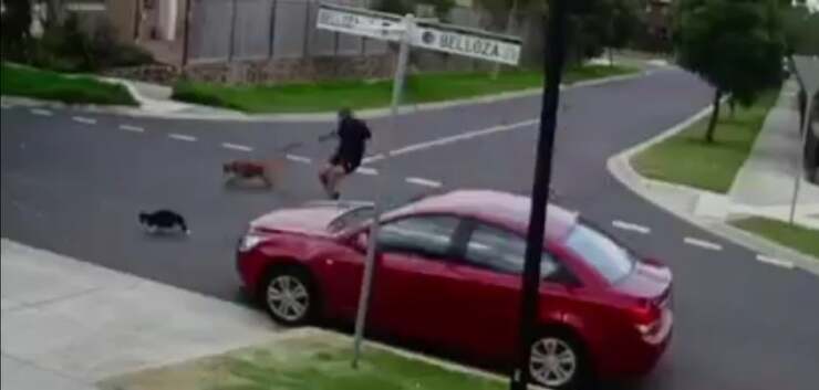 Uomo a spasso con il cane aggredisce due gatti ferendoli gravemente (Screen Video)