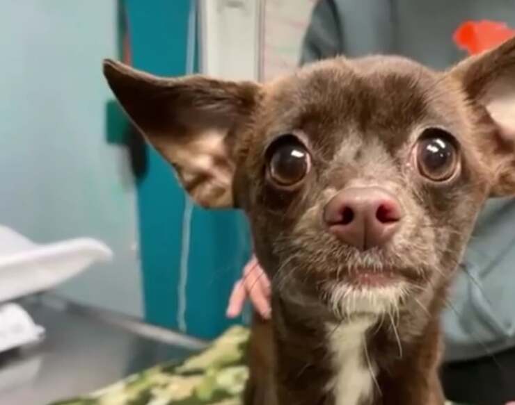 Chiuso in 3 borse, l'abbandono estremamente crudele di un cucciolo(Screen Video)