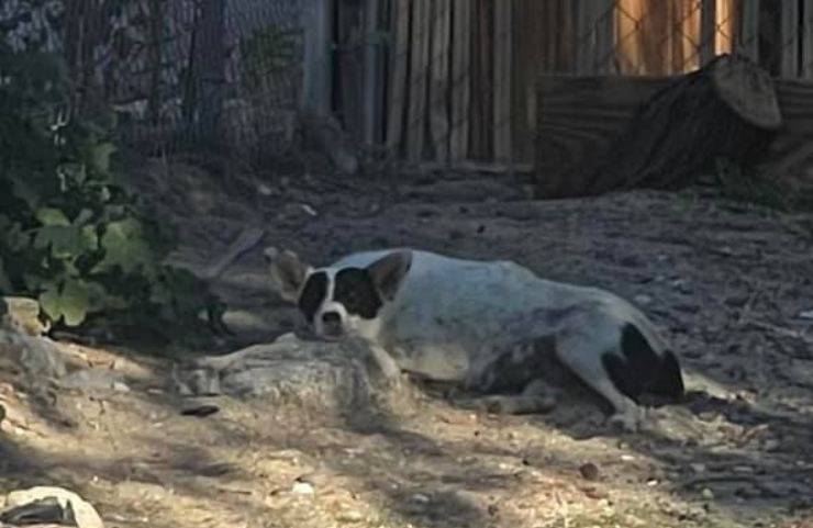 cagnolina partorisce cuccioli capannone