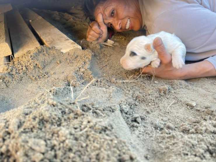 mamma cane rifugia capannone piccoli