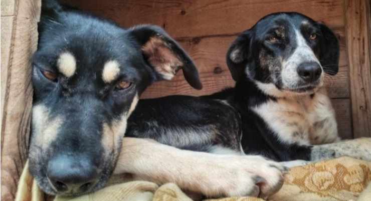 I due cani in attesa di adozione (Foto Facebook)