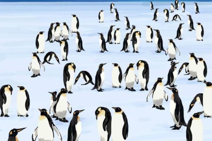 Il test che sfida la vostra agilità mentale: trova tutti i pinguini diversi