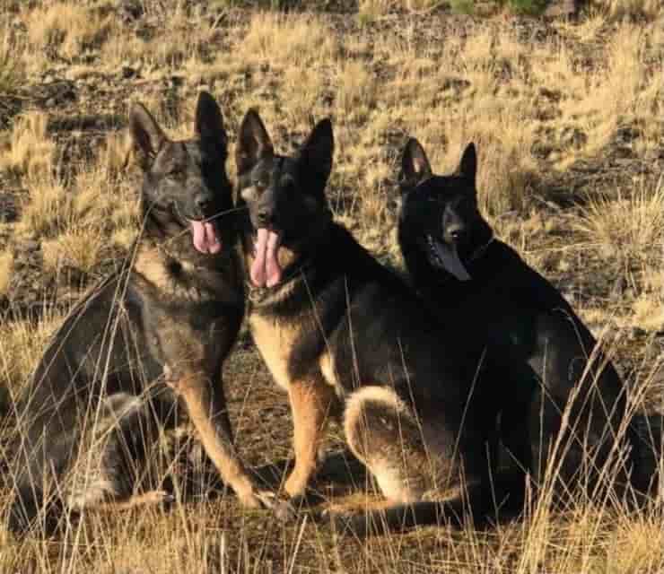 3 dei cani rubati (Screen Facebook)