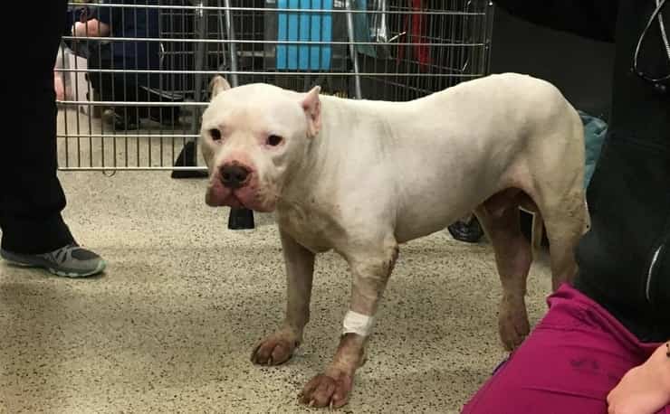 Accusato di crudeltà per aver tagliato le orecchia ai cani senza anestesia e per averli accaparrati feriti e per non averli curati (Foto Facebook)