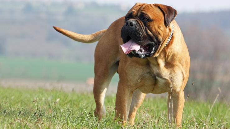 Alimentazione del Bullmastiff