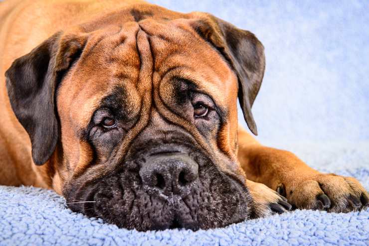 Bullmastiff