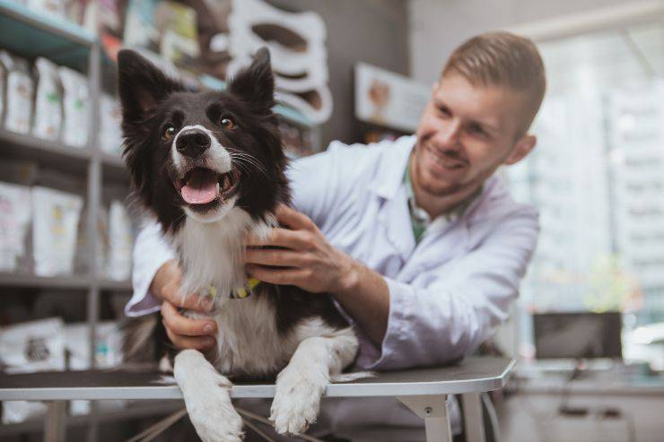 Accesso del cane in farmacia