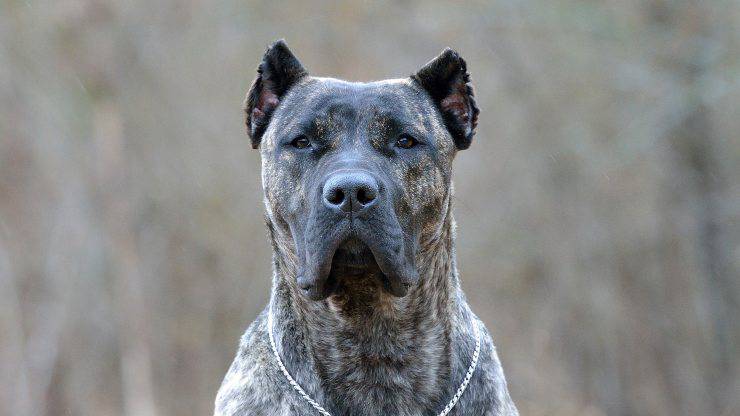 Alimentazione del Dogo Canario