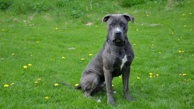 Alimentazione del Dogo Canario