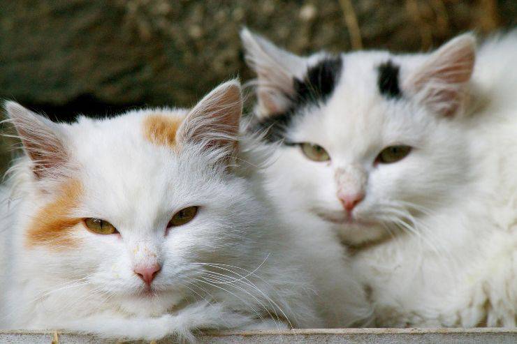 Colonias felinas en Puglia