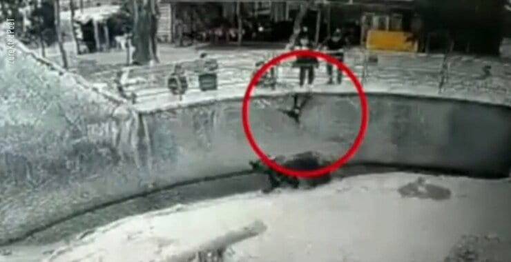 Bambina lanciata nel recinto dell'orso (Screen video)