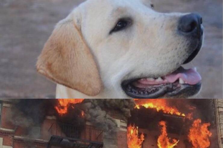 Cane Labrador, palazzo in fiamme (Screen Pinterest)