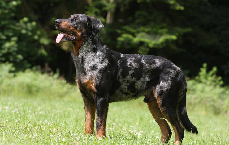 Cane da pastore di Beauce